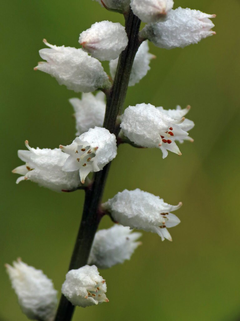 Aletris Farinosa Root Extract