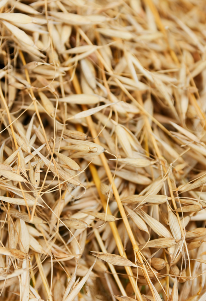 Avena Sativa Kernel Extract