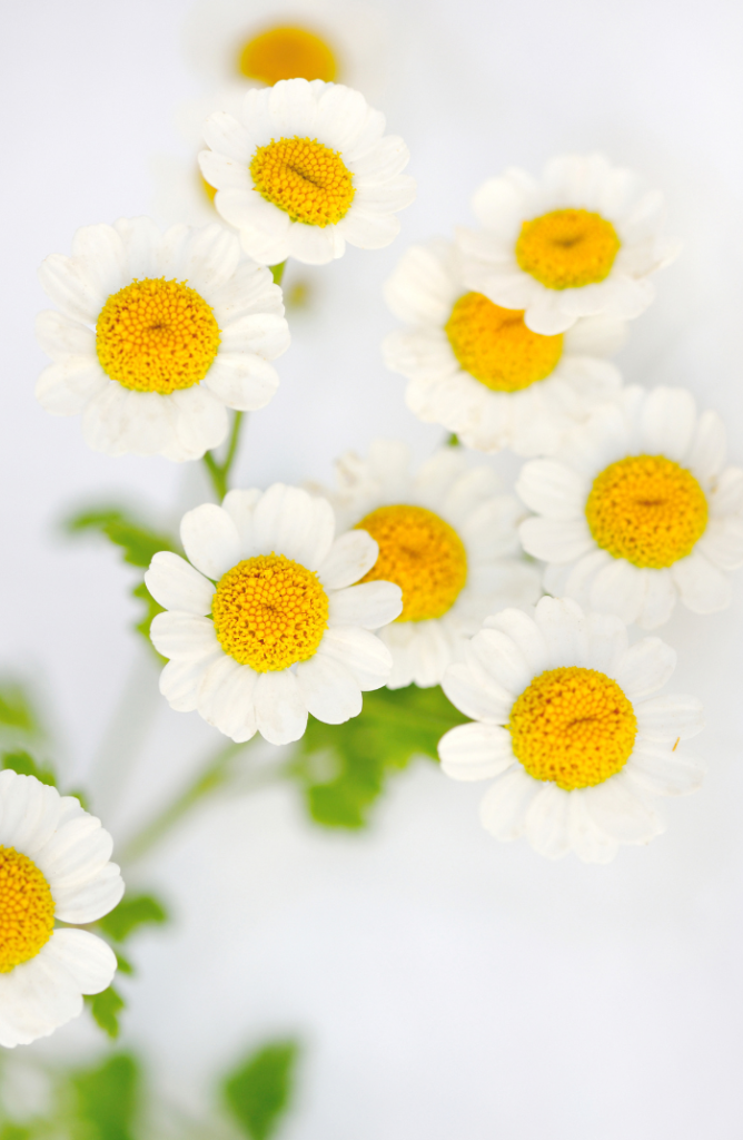 Chamomilla Recutita Flower Water
