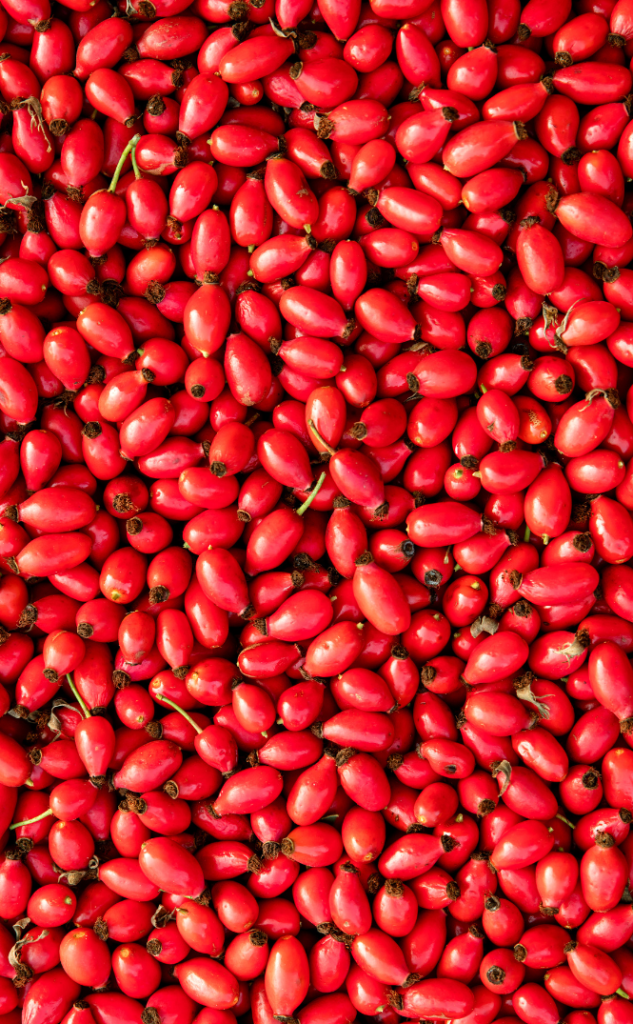 Rosa Canina Fruit Extract