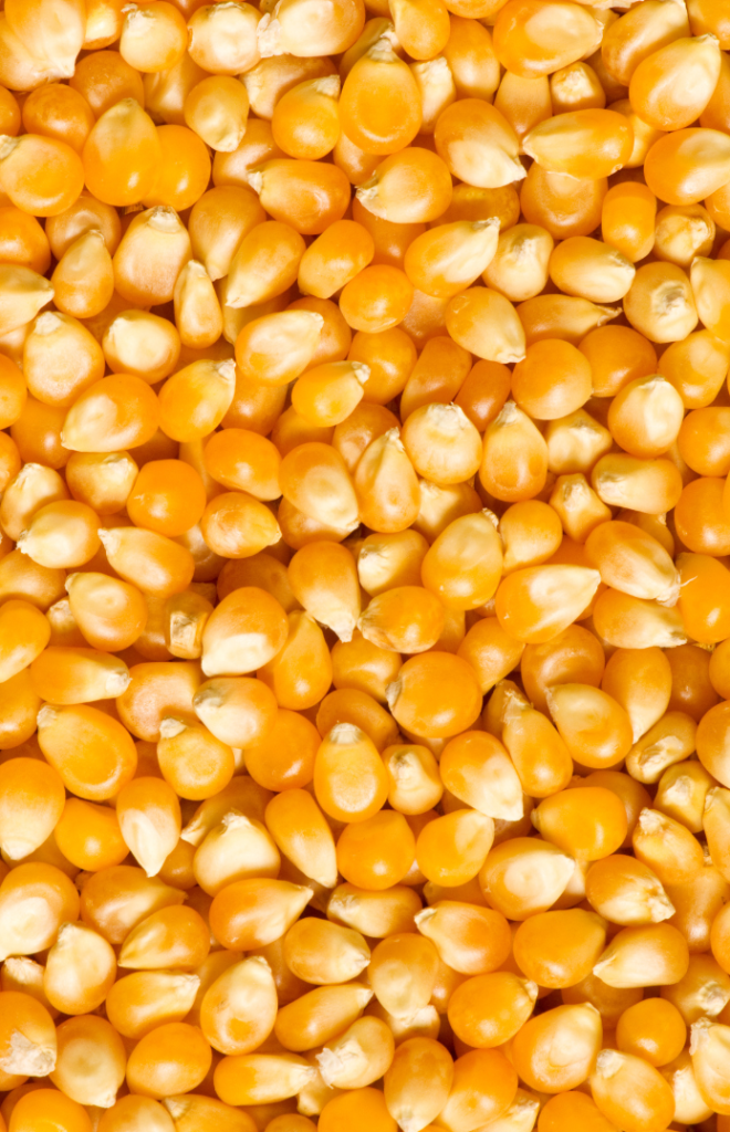 Zea Mays Germ Oil